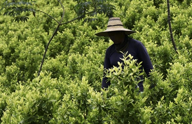 Aiming a blow at narcos, Colombia pays farmers to uproot coca