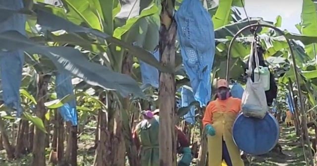 Chiquita to sack all striking Panama banana workers: government