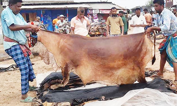 Border vigilance enhanced to prevent smuggling of sacrificial animal hides