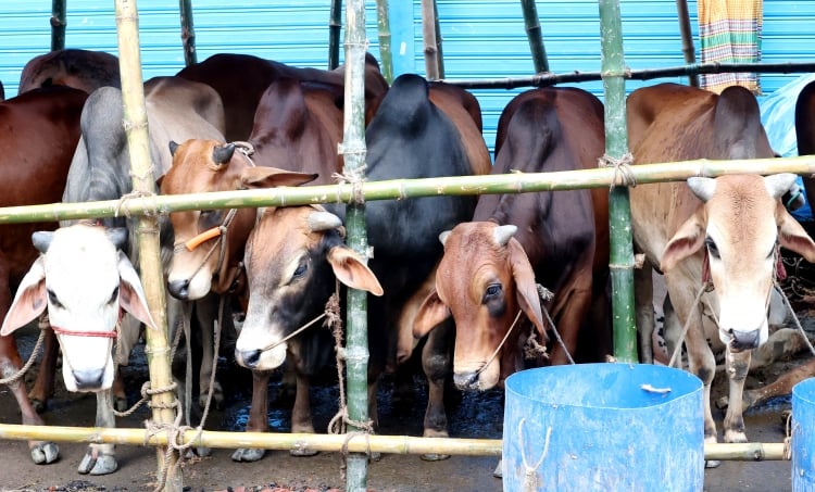 Cattle markets yet to draw crowds in capital