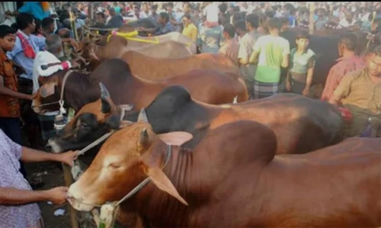 Security tightened at cattle markets in capital ahead of Eid-ul-Azha