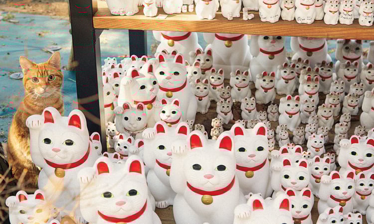 Around 100 dead cats found at Japan woman's home
