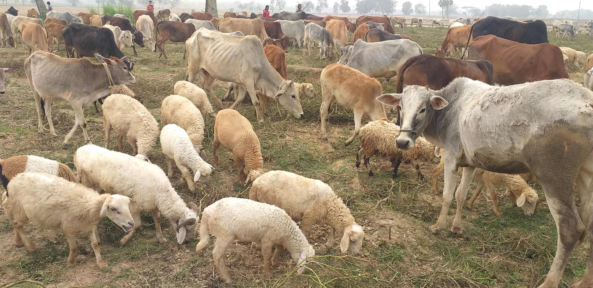 Cattle markets gain momentum with domestic animals in Rajshahi