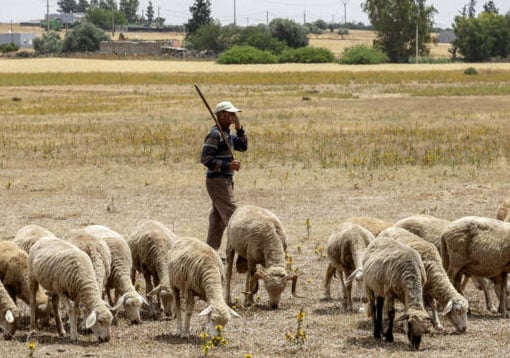 Morocco set for sheepless Eid as drought persists