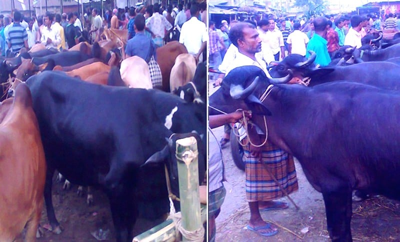 Rangpur division witnesses record supply of sacrificial animals