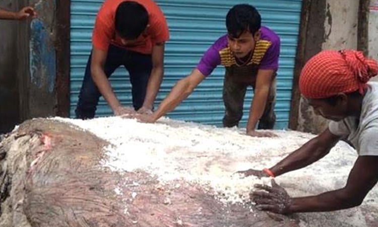 Rawhide collectors to get free salt in Rajshahi for Eid-ul-Azha