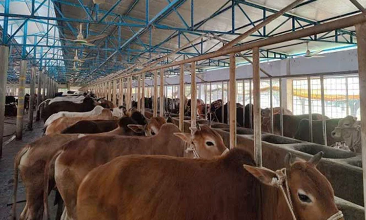 Ctg cattle markets abuzz with buyers, sellers