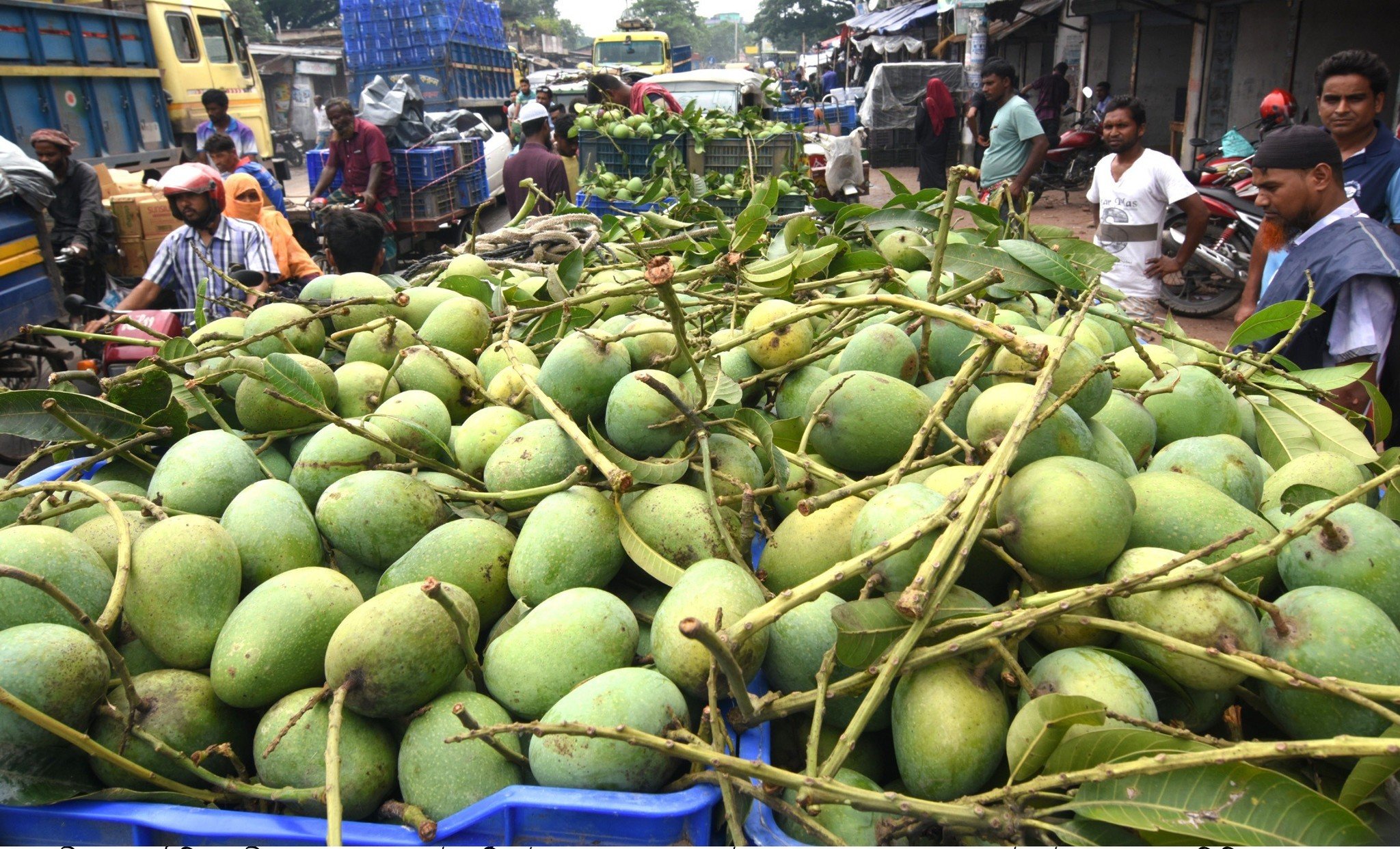 Mangoes will be traded by kilogram instead of the conventional system 