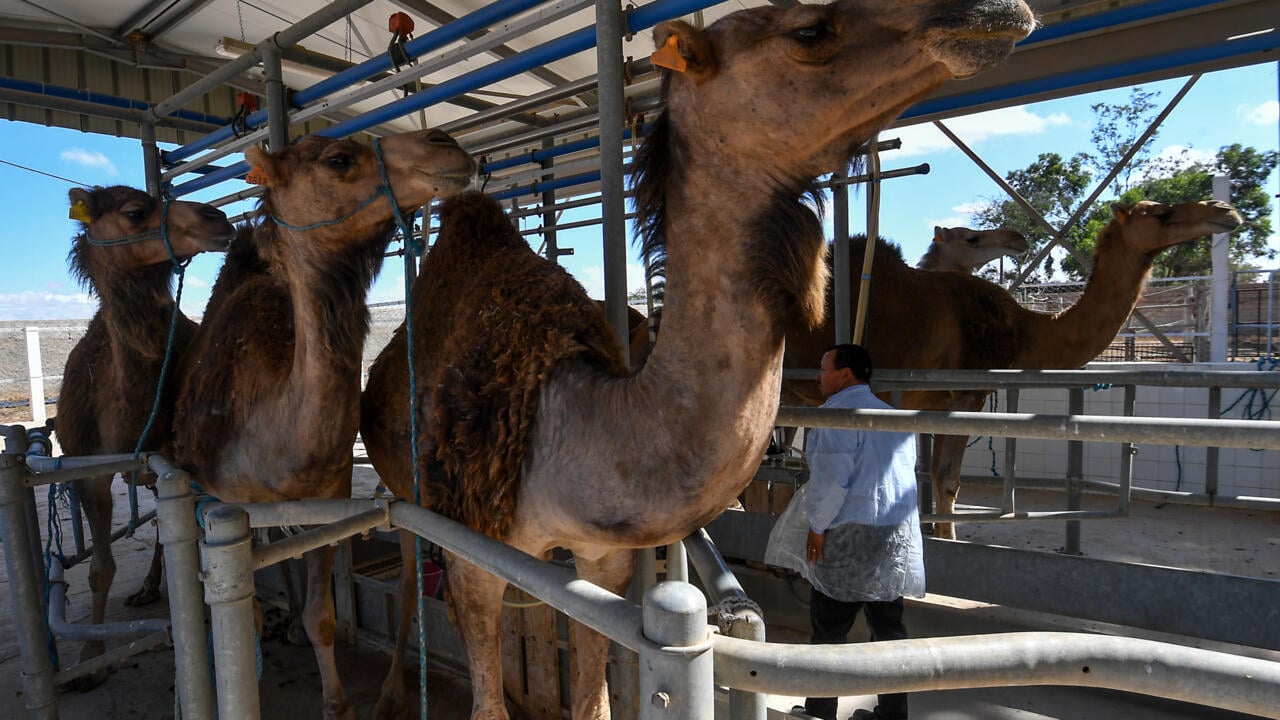 In Tunisia's arid south, camel milk offers hope for economic gain