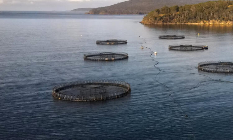 Farmed production of some fish - and seaweed - is soaring