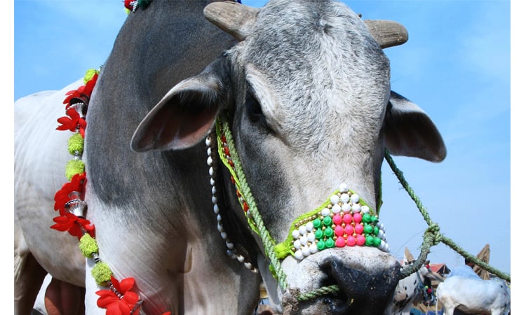 Over 91 lac animals sacrificed during Eid-ul-Azha