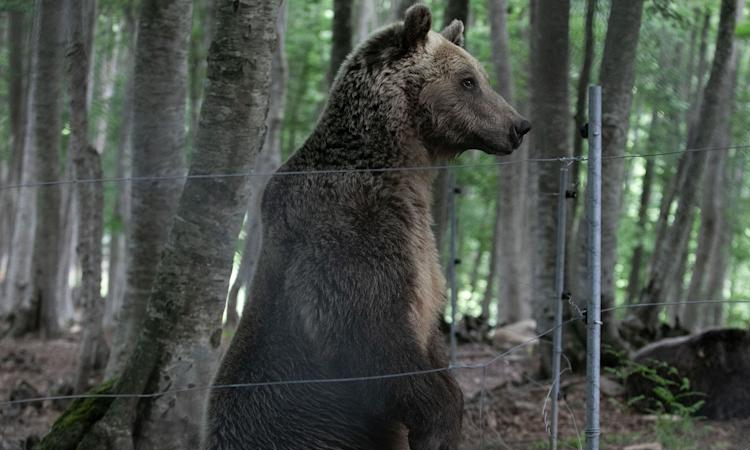 Hiker dies in Greece bear encounter