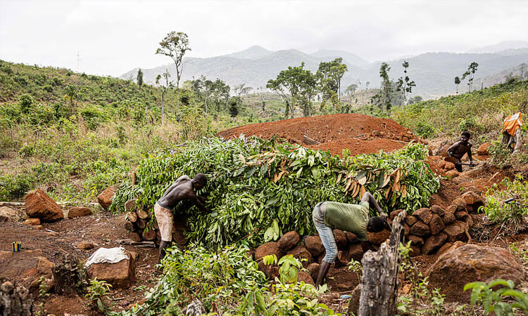 Villagers step up to halt Sierra Leone deforestation