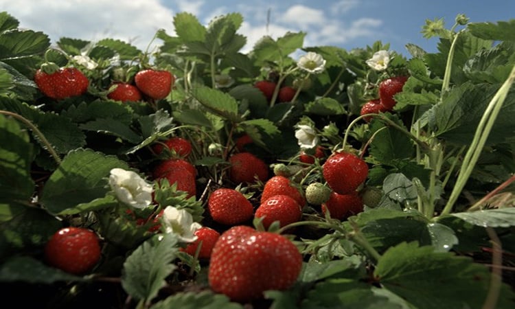 UK's sunniest spring yields unusually sweet strawberries