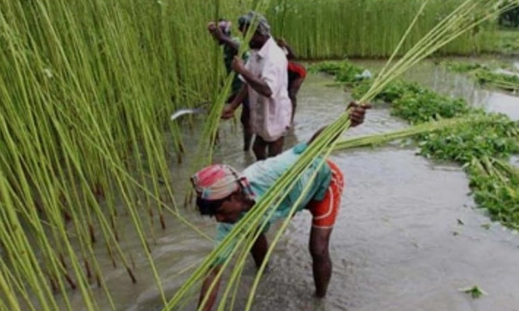Jute harvesting in Khulna region completed