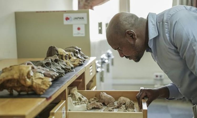 New T-Rex ancestor discovered in drawers of Mongolian institute