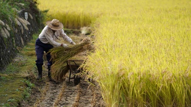 Rice prices Japan's hot political issue, on and off the farm