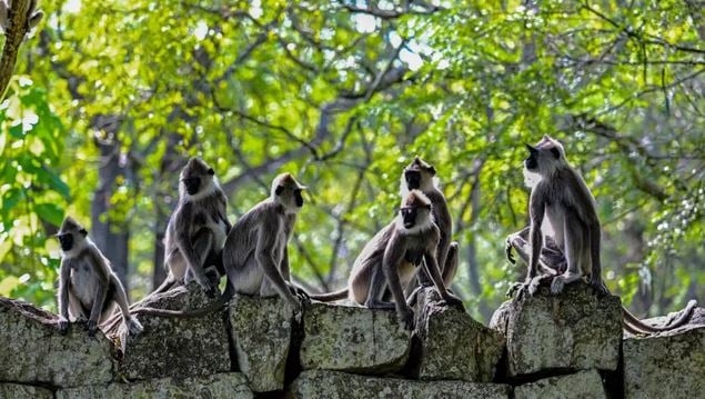 Sri Lanka counts seven million crop-busting monkeys