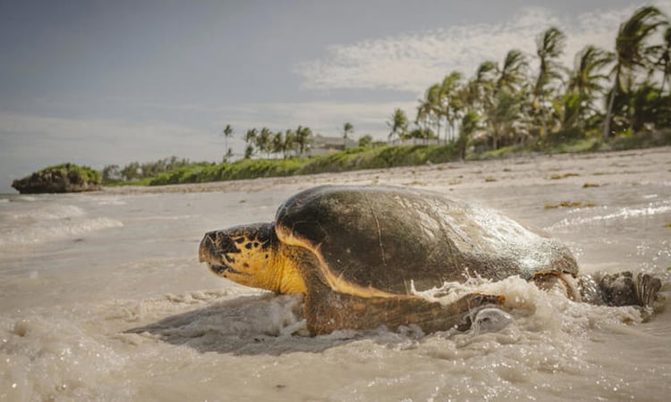 UN summit to end with boost for ocean conservation