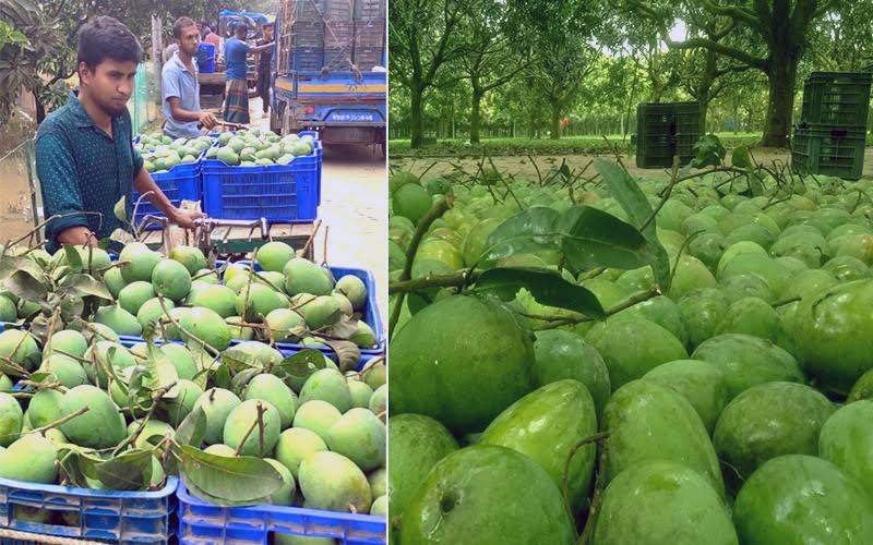 Bountiful 'Haribhanga' mango output likely as harvest begins 