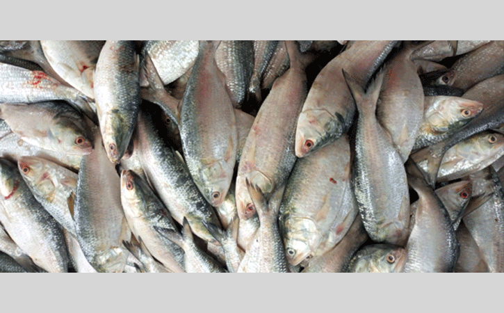 Fishermen returning with Hilsa from Sea