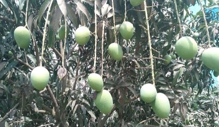 Dinajpur on road to make Tk 150cr mango business