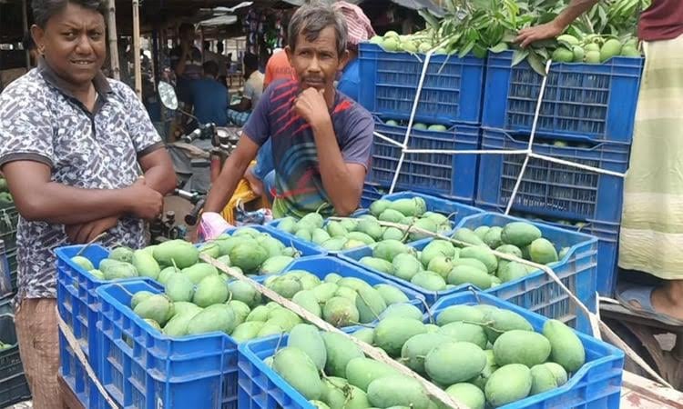 Mango cultivation bolstering rural economy in Rajshahi region
