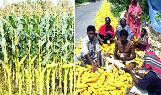Rangpur region produces all-time record 14.25-lakh tonnes of maize