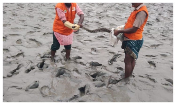 Python rescued from Koyra, released in Sundarbans
