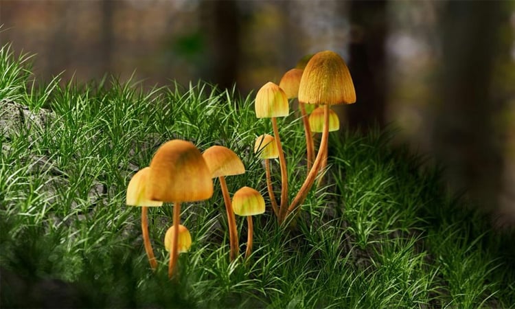 New Zealand approves medicinal use of 'magic mushrooms'