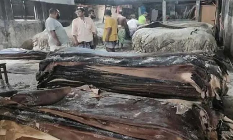 Salted rawhides sale begins in Ctg