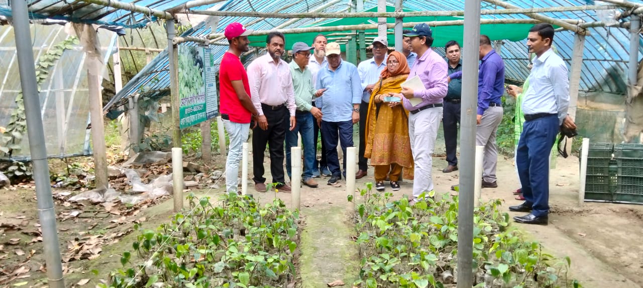 Khulna farmers find fortune in chui jhal cultivation
