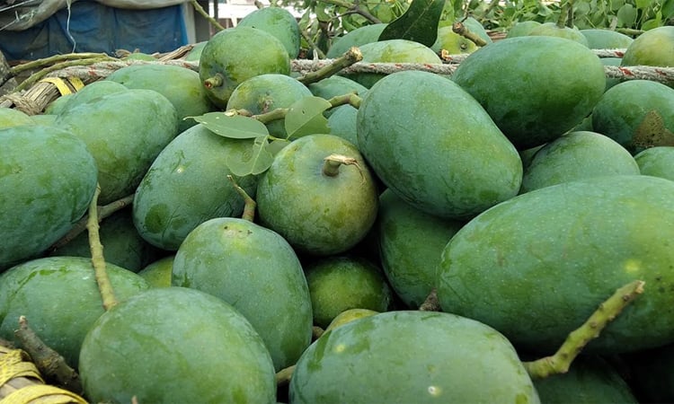 Fazli mango business starts gaining momentum in Rajshahi