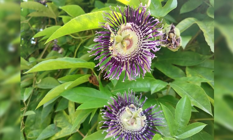Rare flower 'Jhumko Lata' blooms at Uttara Ganabhaban, Natore