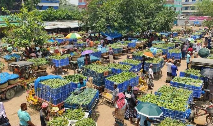 Mango farming drives Barind economy, boosts farmers' fortunes