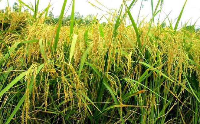 Aush rice harvesting begins, excellent yield in Rangpur region