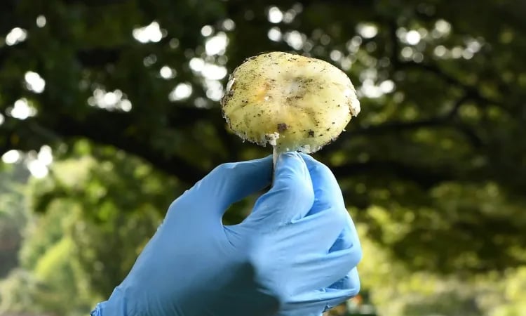 Sweet-smelling fungi at centre of Australian triple-murder trial