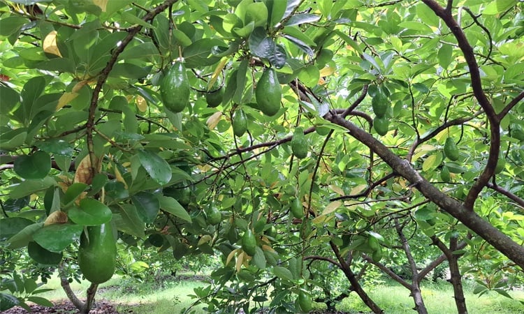 Cultivation of foreign fruits gradually increasing in Jhenaidah