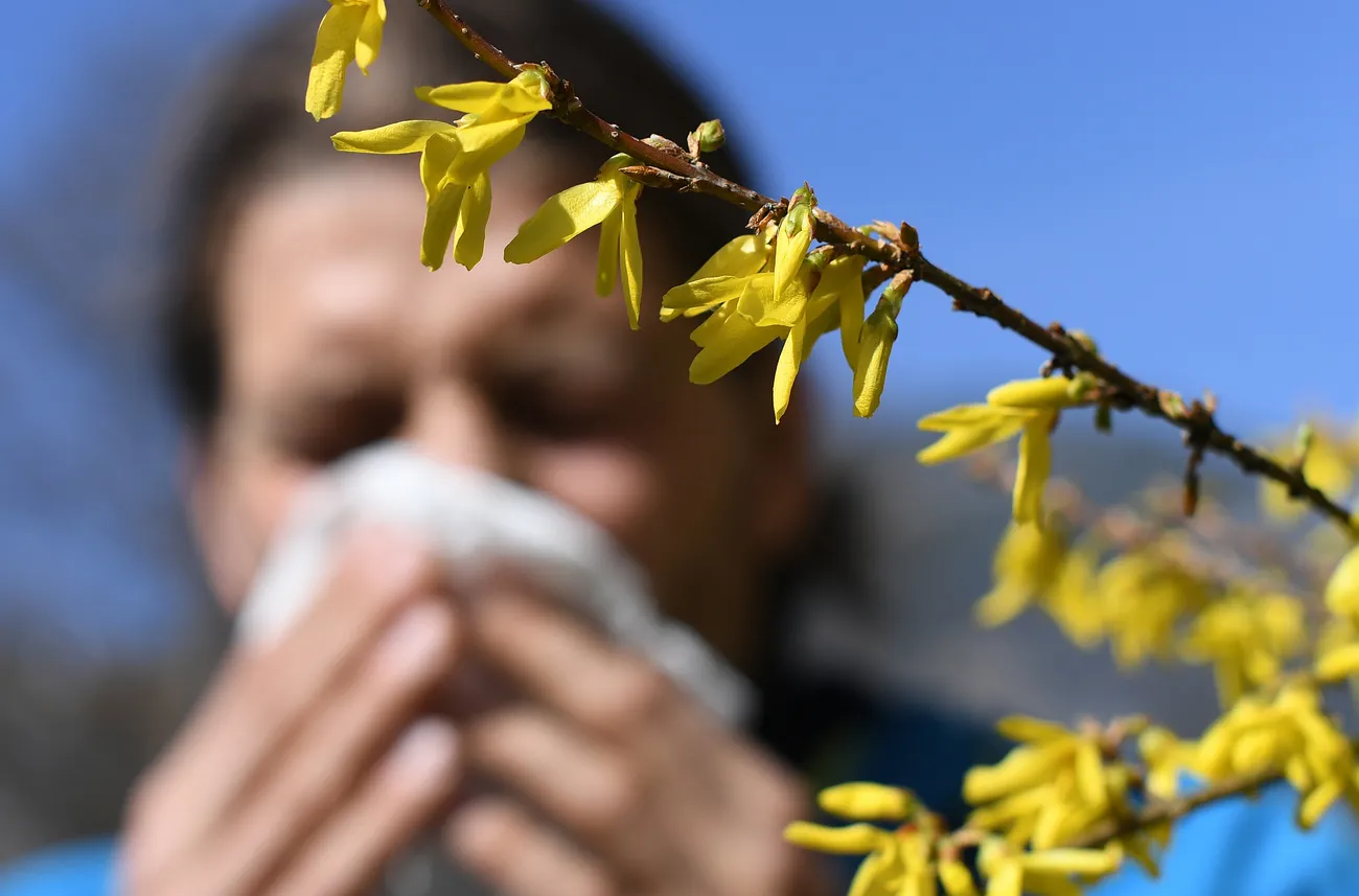Spring pollen hit 'extreme' levels in Europe: EU monitor