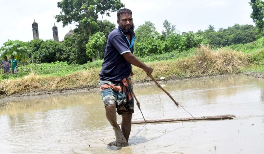 Rainfall makes Aman farmers busy in seedbed preparations