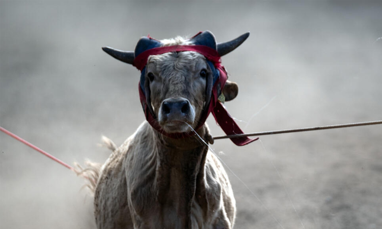 Mexico barred from sending cattle to US over flesh-eating pest