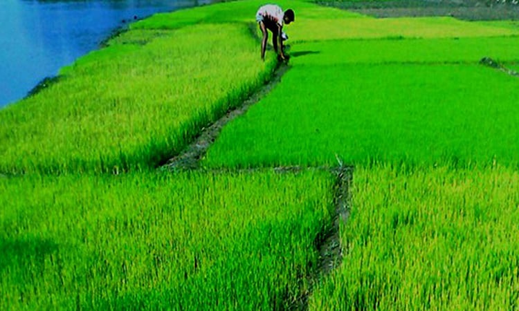 Boro paddy procurement drive begins in Manikganj