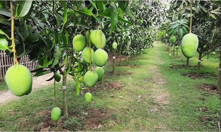 High-density farming increases mango yields, farmer income: Experts