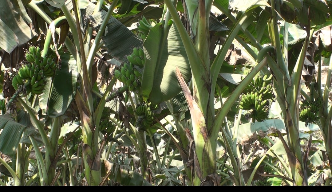 Banana cultivation getting popular in Sherpur 