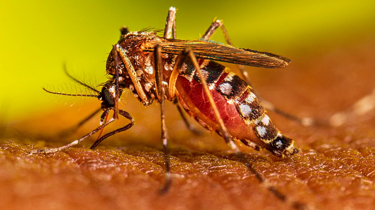 One dengue patient dies, 420 hospitalized in 24hrs