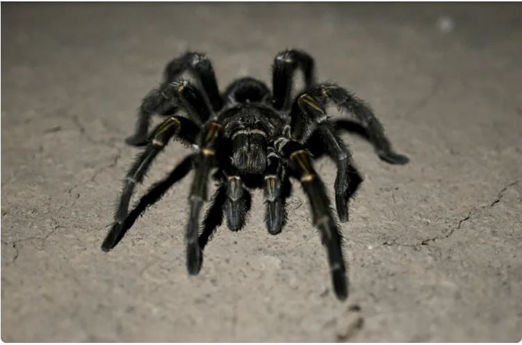 Creepy find: German customs net tarantulas in cookie shipment