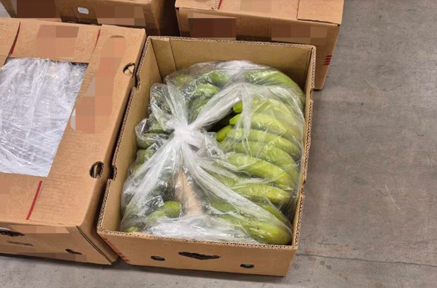 Russia seizes $150 mn cocaine haul hidden in banana shipment