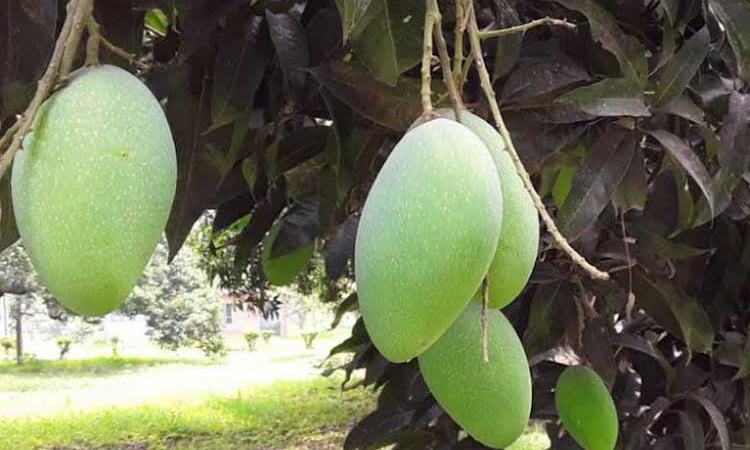 Mango intercropping increases overall crop production, improves soil fertility