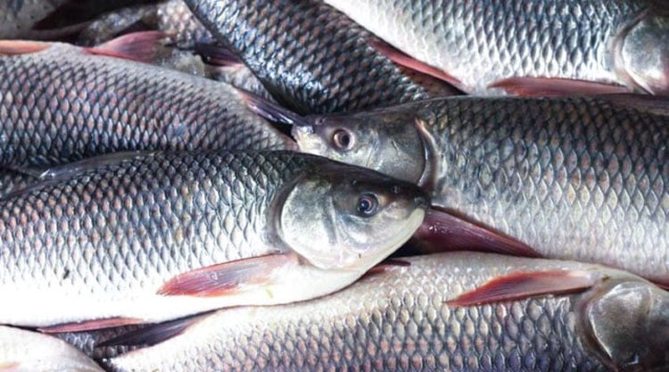 National Fisheries Week-2025 begins tomorrow 