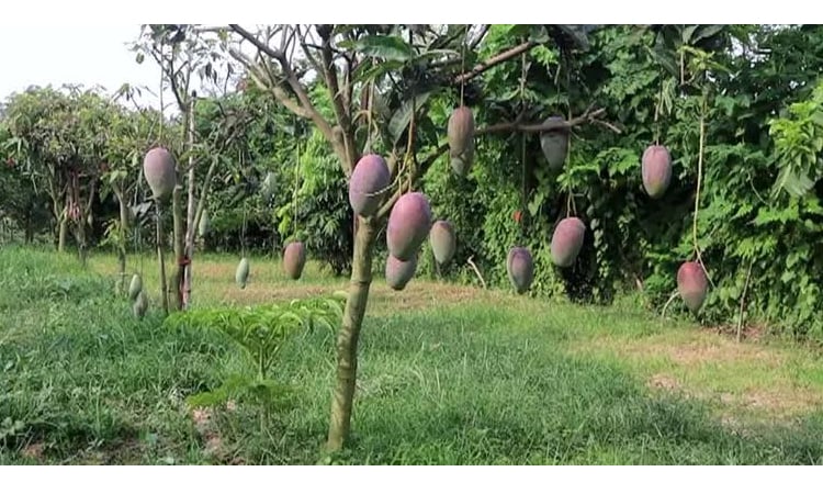Exotic mango varieties farming gains popularity in Rajshahi